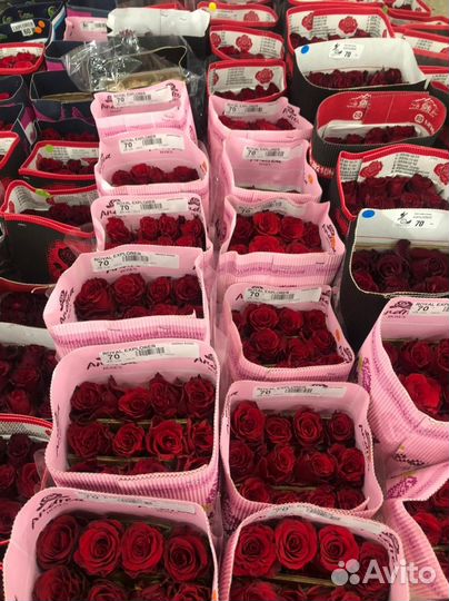 Розы Эквадор, Кения, Голландия. Доставка