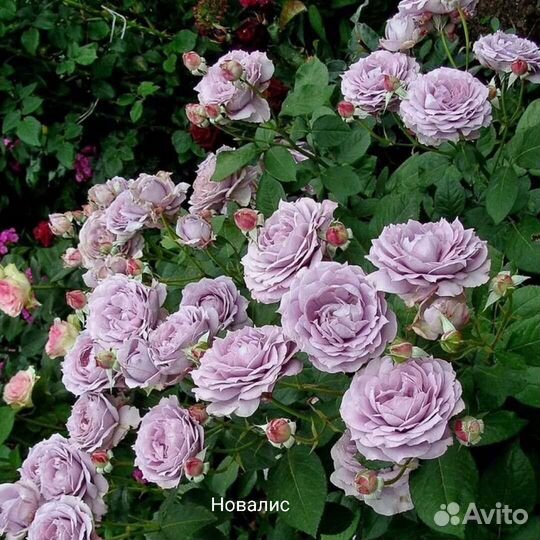 Розы кустовые, английские