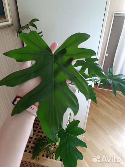 Драцена. Филодендрон