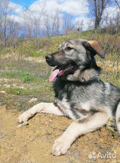 Собака Леон