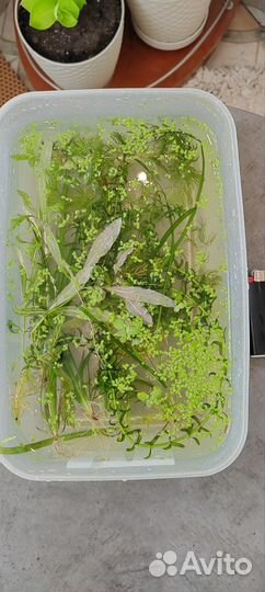 Аквариумные растения, улитки, прополка