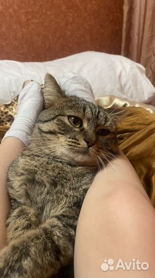 Кот для вязки бесплатно