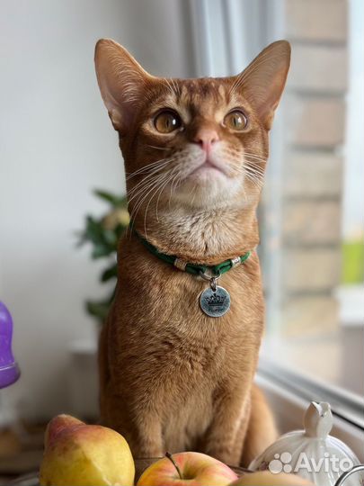 Абиссинский кот вязка