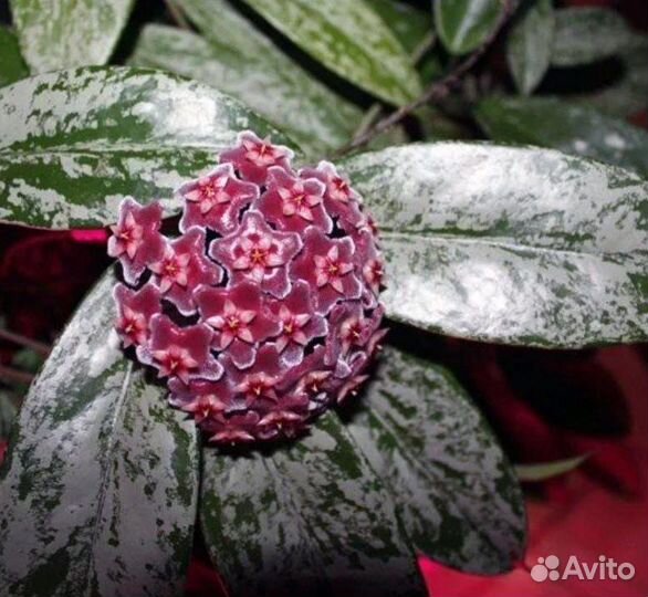 Хойя публикалис сильвер в кашпо