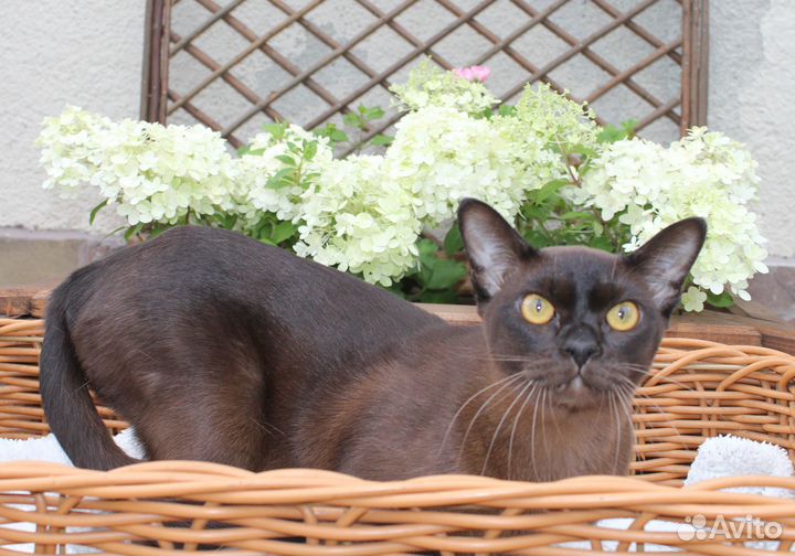 Европейская бурма