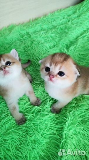 Золотые котята