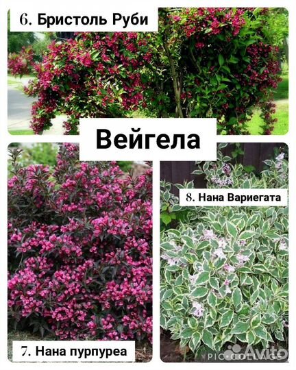 Декоративные кустарник (саженцы, цены и сорта в оп