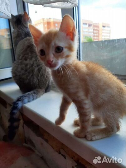 Кошка в дар