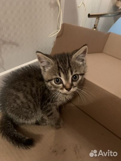 Котята в дар бесплатно,1 месяц,мальчик и девочка