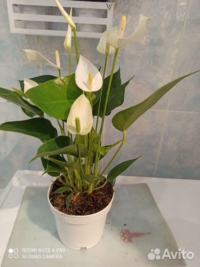 Антуриум бандерола лава d 12