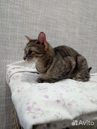 Помогите кошечке обрести дом