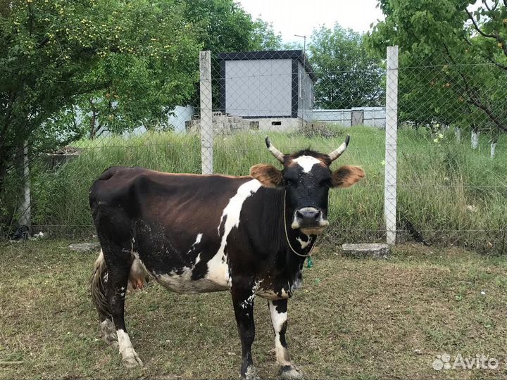 Коровы и телки