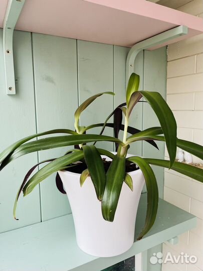 Традесканция рео разноцветная с горшком