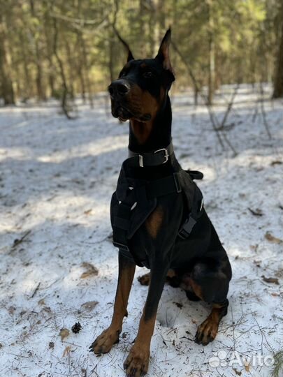 Передержка животных