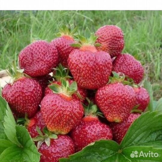 Семена клубники