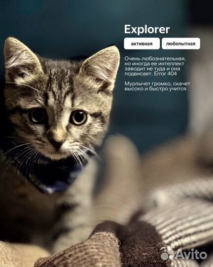 Котята в добрые руки