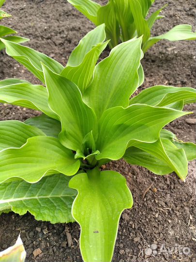 Хоста, гейхера фиолетовая, лилейник