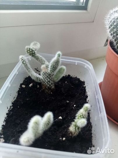 Кактусы разные