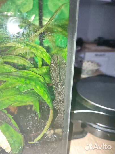 Анциструсы