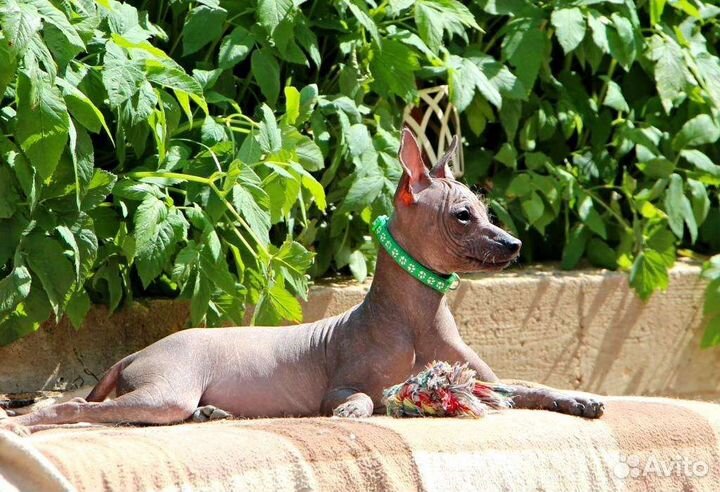 Ксолоитцкуинтли мини