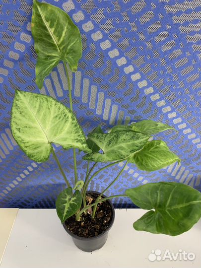 Сингониум батерфляй