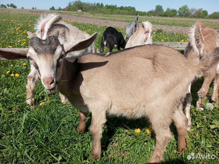 Англо-нубийские козлики и козочки
