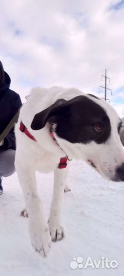 Бим грустит в приюте