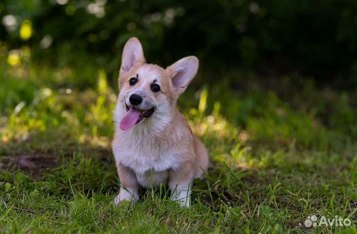 Щенки Вельш корги пемброк