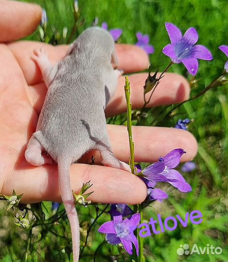 Крысята дамбо серебро рекс