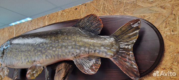 Чучело щуки весом 8кг