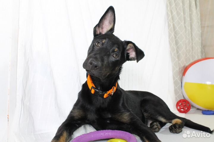 Щенок в добрые руки