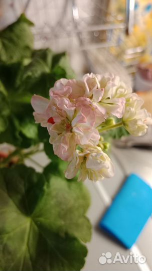 Герань (пеларгония)