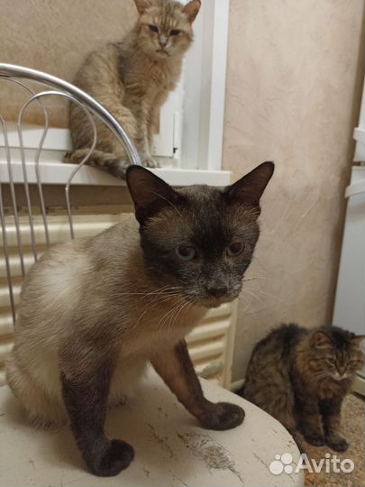 Бурманская