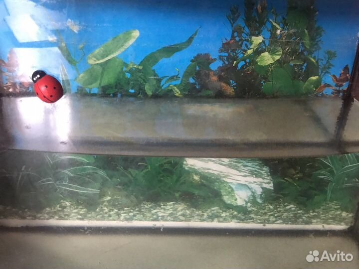 Аквариумы