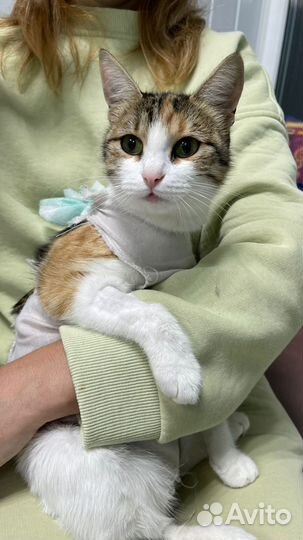 Трехцветка