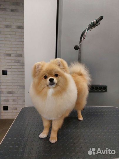 Стрижка собак и кошек (груминг)