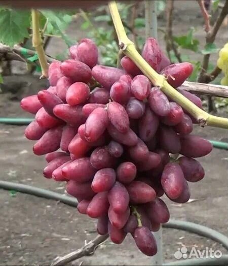 Саженцы винограда сверхранних сортов