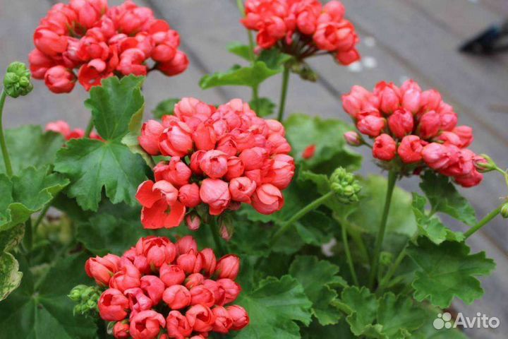 Red Pandora тюльпановидная пеларгония