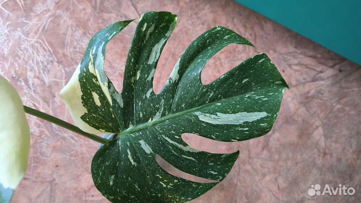 Монстера тайское созвездие