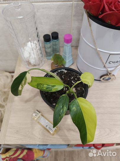 Филодендроны