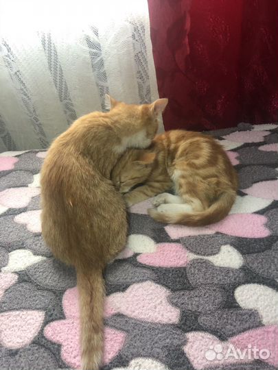 Двух месячные котята
