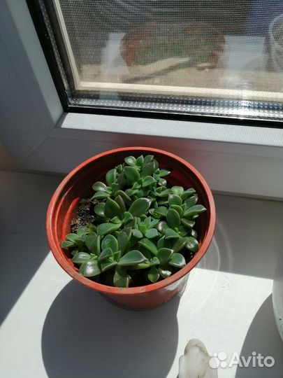 Суккуленты