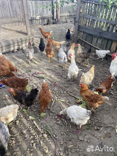 Куры несушки