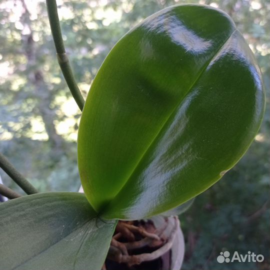 Орхидея цветущая, три цветоноса