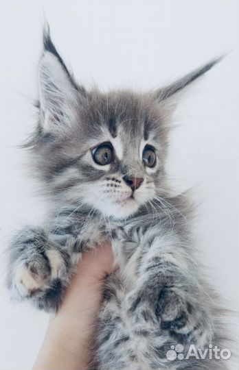 Мейн кун - вязка и котята