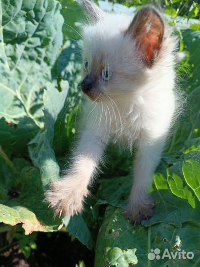 Ищем дом для котенка