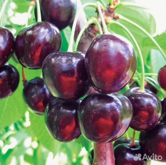 Черешня Ипуть