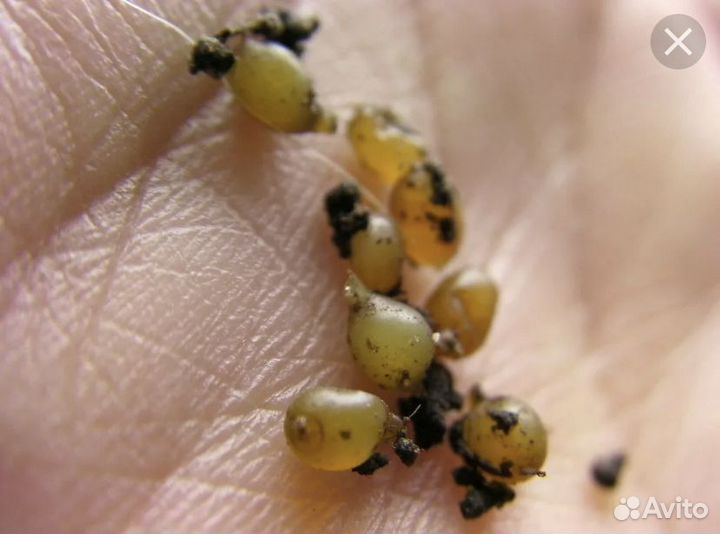 Крупный кокон дендробена