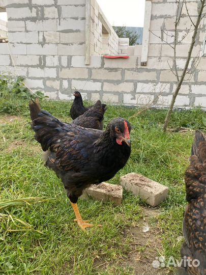 Продаётся петушок барневельдер