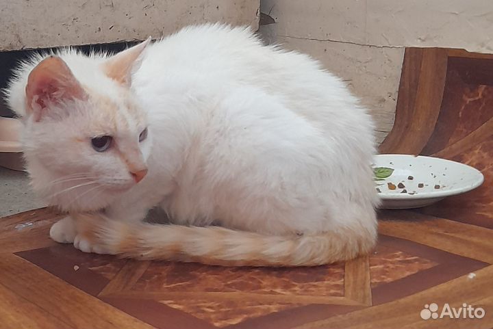 Кошка в дар